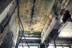 Why You Should Choose Our Mold Remediation Services in Seaman, OH